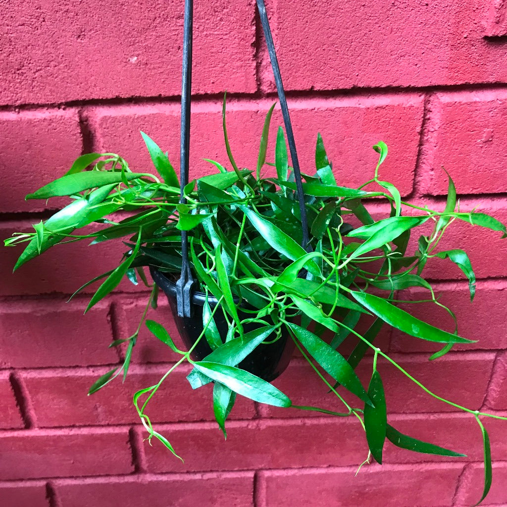 Hoya Longifolia China Beans Plant - myBageecha