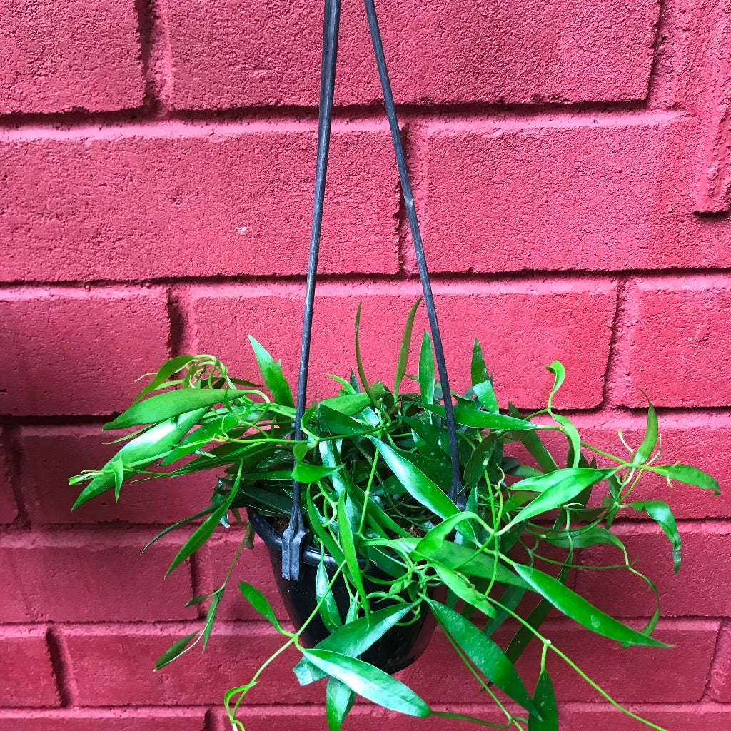 Hoya Longifolia China Beans Plant - myBageecha