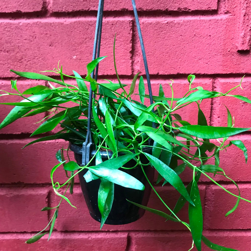 Hoya Longifolia China Beans Plant - myBageecha