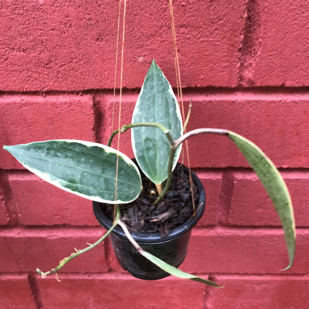 Hoya Macrophylla Albomarginata Plant - myBageecha