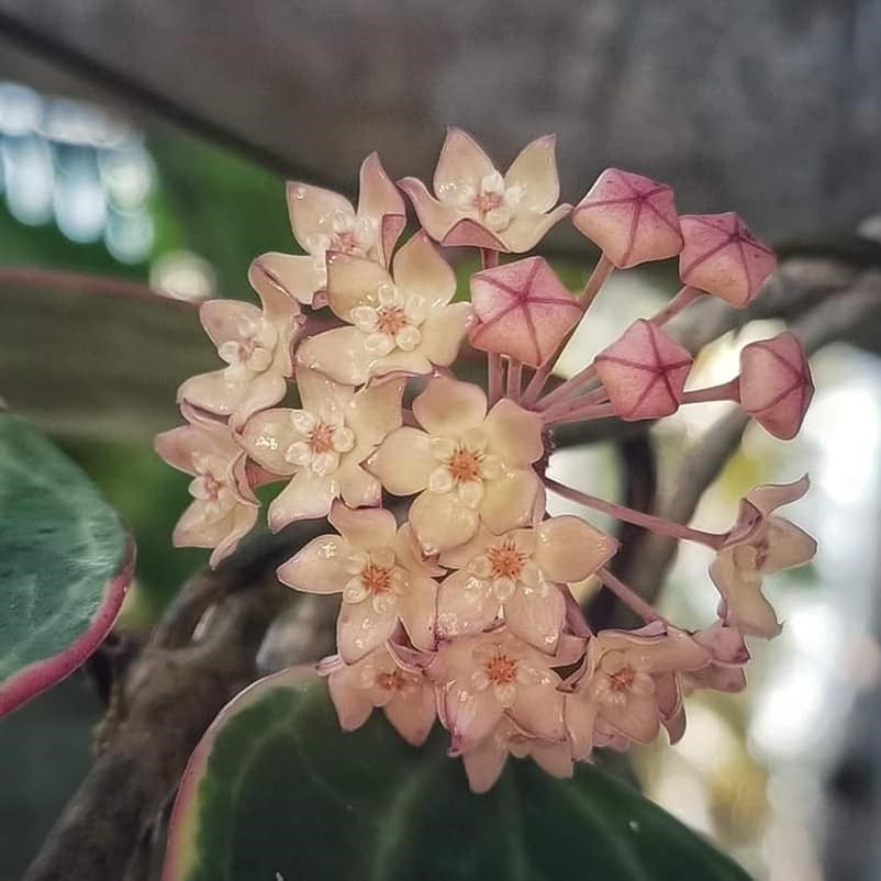 Hoya Macrophylla Albomarginata Plant - myBageecha
