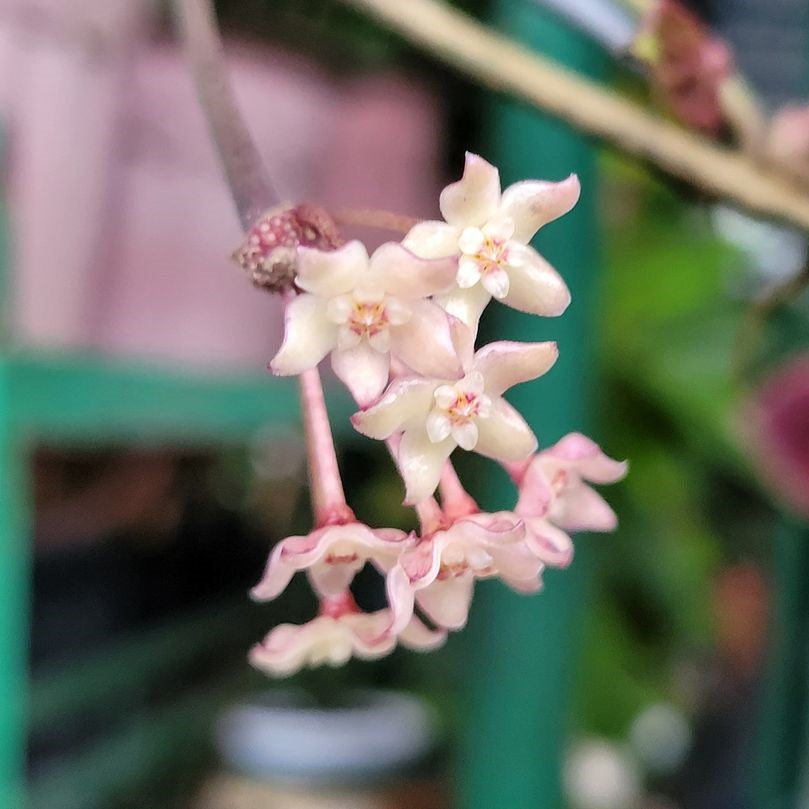 Hoya Macrophylla Albomarginata Plant - myBageecha