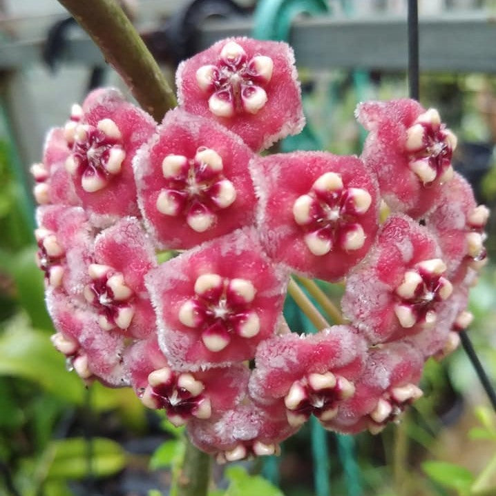 Hoya Meliflua Plant - myBageecha