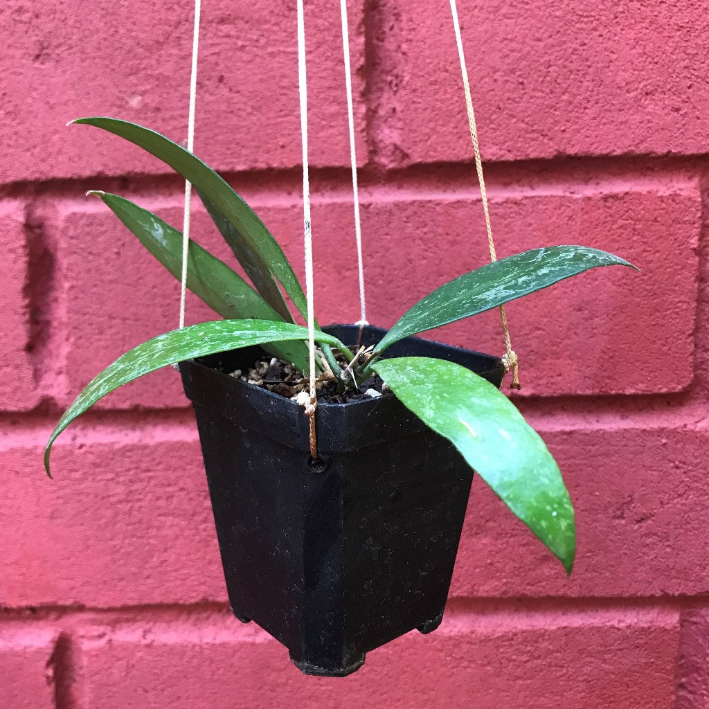 Hoya Memoria Plant - myBageecha