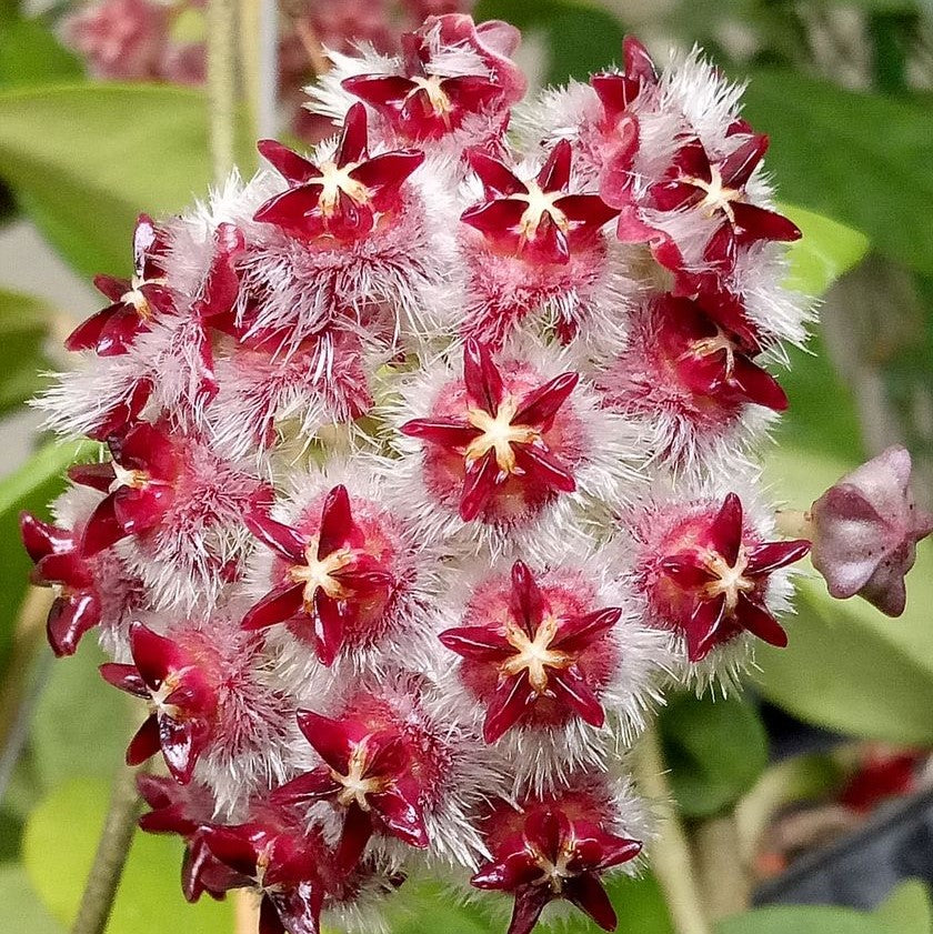 Hoya Mindorensis Red Star Plant - myBageecha