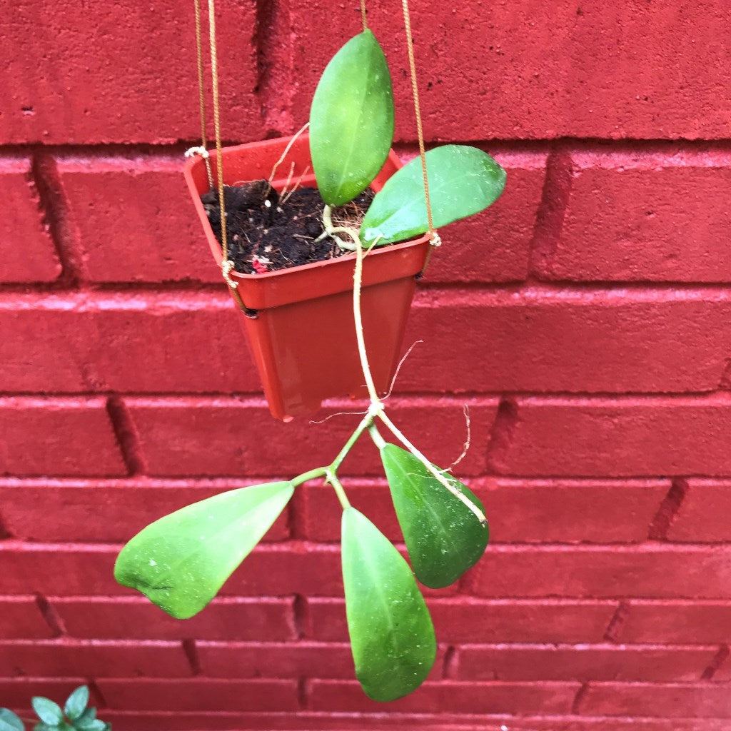 Hoya Mindorensis Red Star Plant - myBageecha