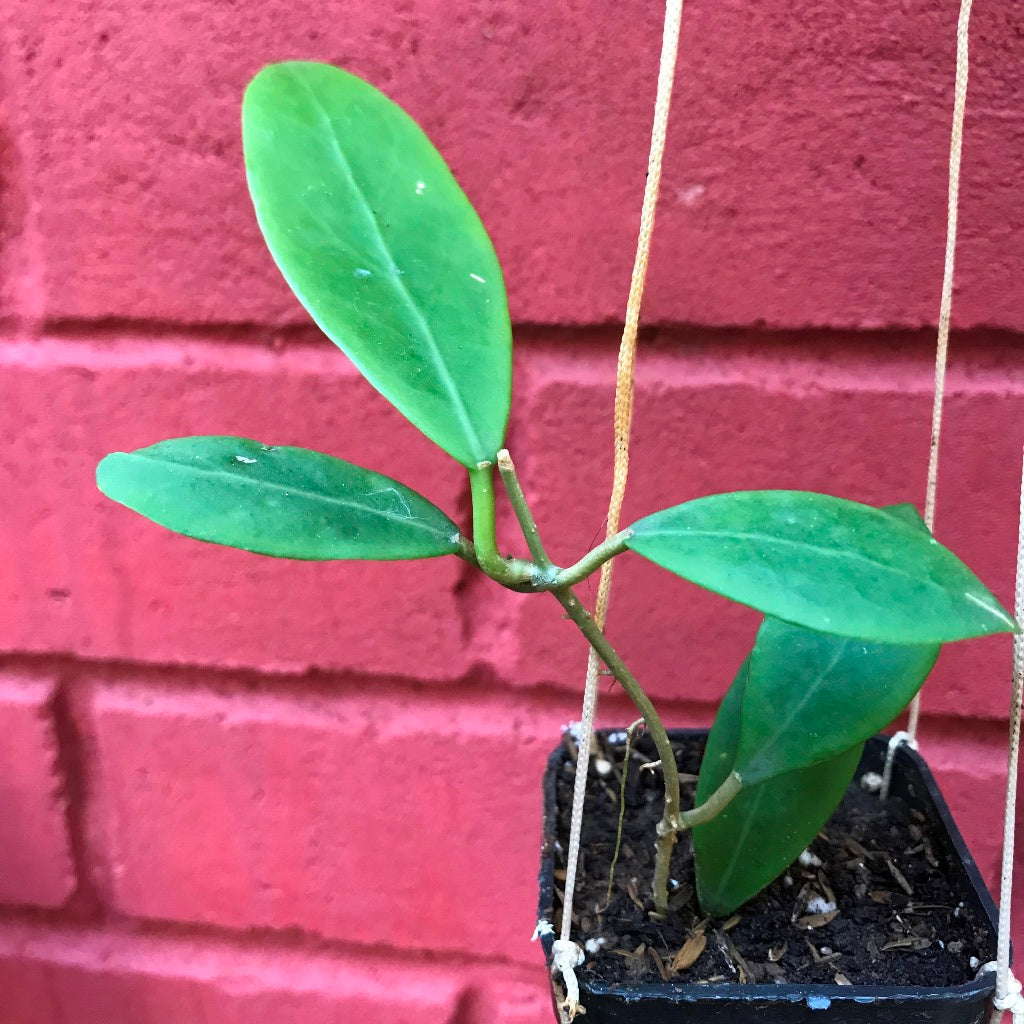 Hoya Mindorensis Yellow Plant - myBageecha