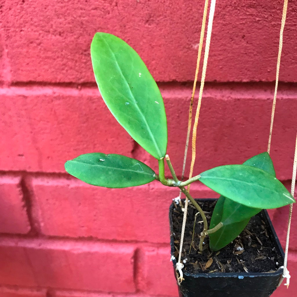 Hoya Mindorensis Yellow Plant - myBageecha