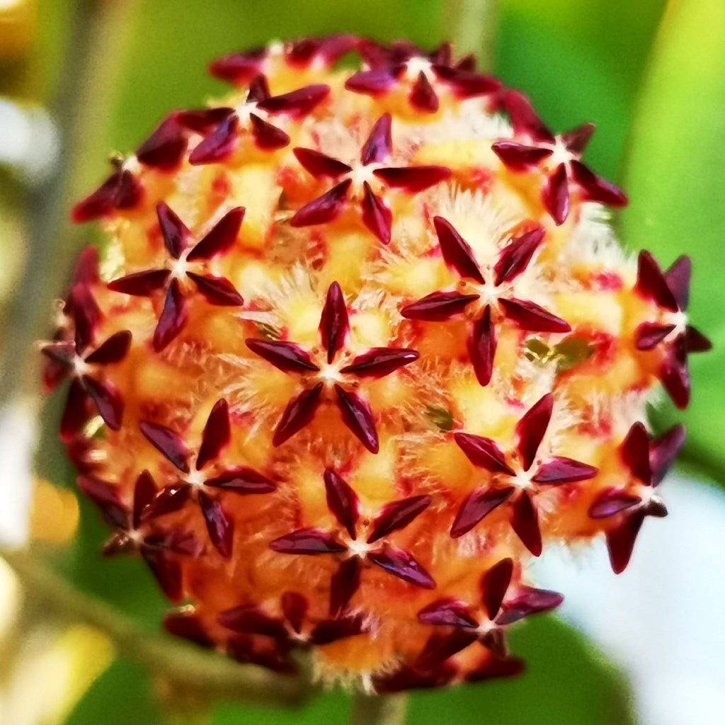 Hoya Mindorensis pg12 Plant - myBageecha