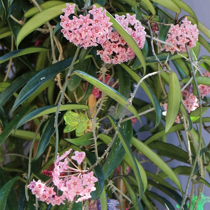 Hoya Minibelle Plant - myBageecha