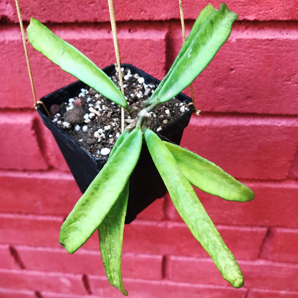 Hoya Minibelle Plant - myBageecha