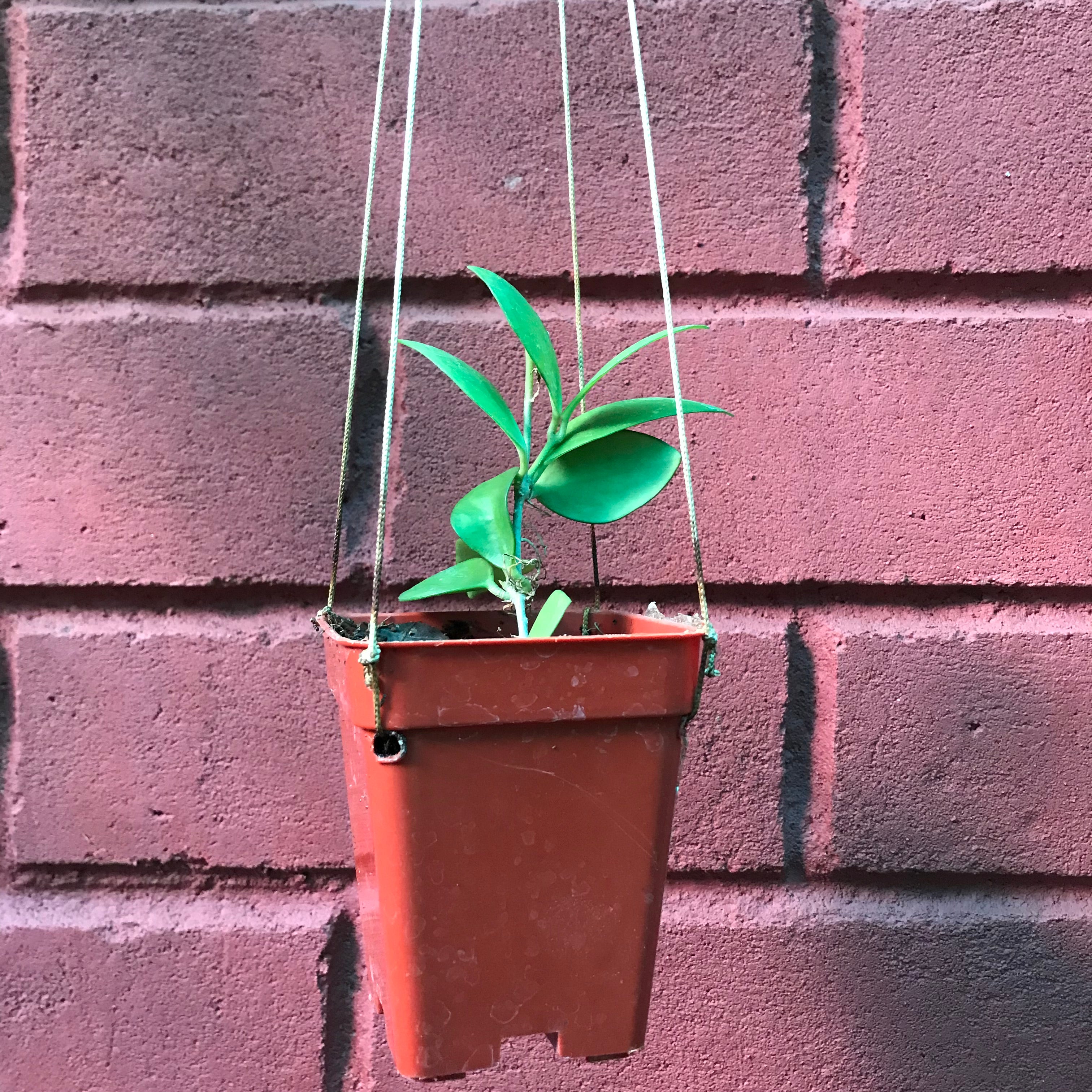 Hoya Myrmecopa Purple Plant - myBageecha