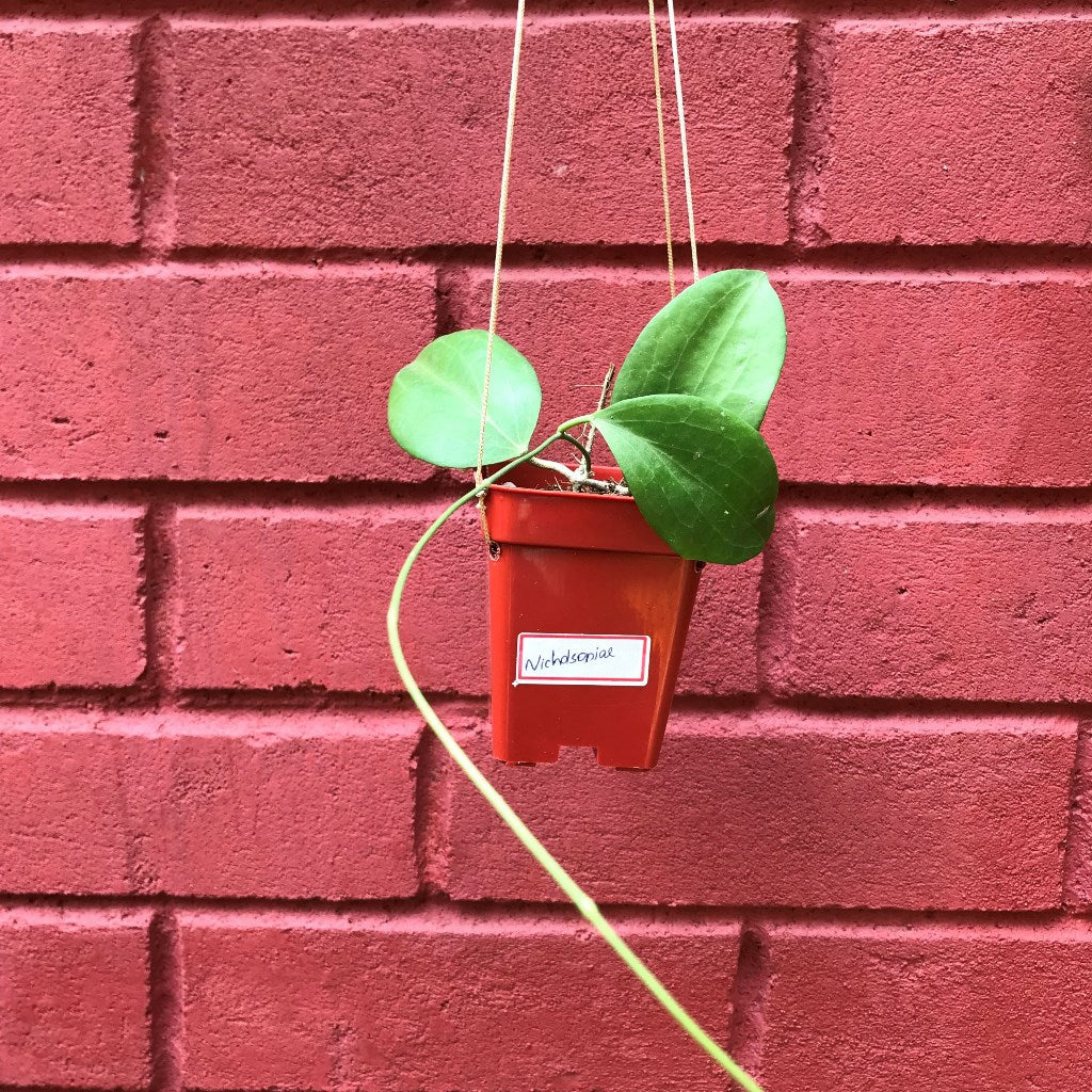 Hoya Nicholsoniae Plant - myBageecha