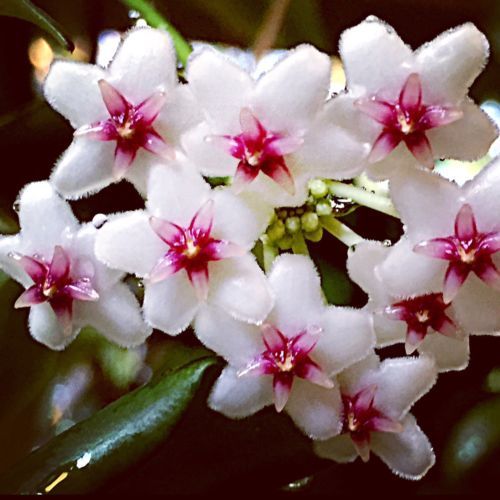 Hoya Oblongata Plant - myBageecha