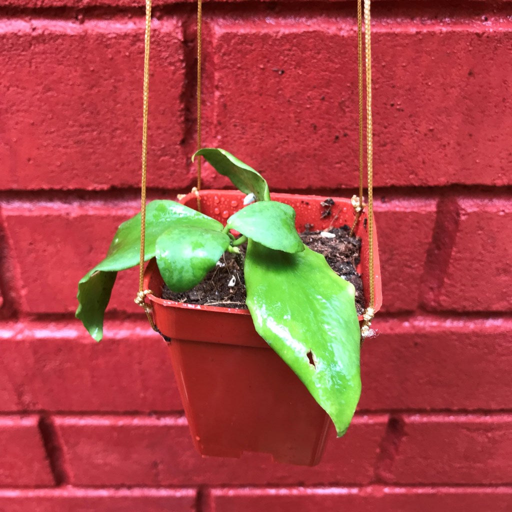 Hoya Oblongata Plant - myBageecha