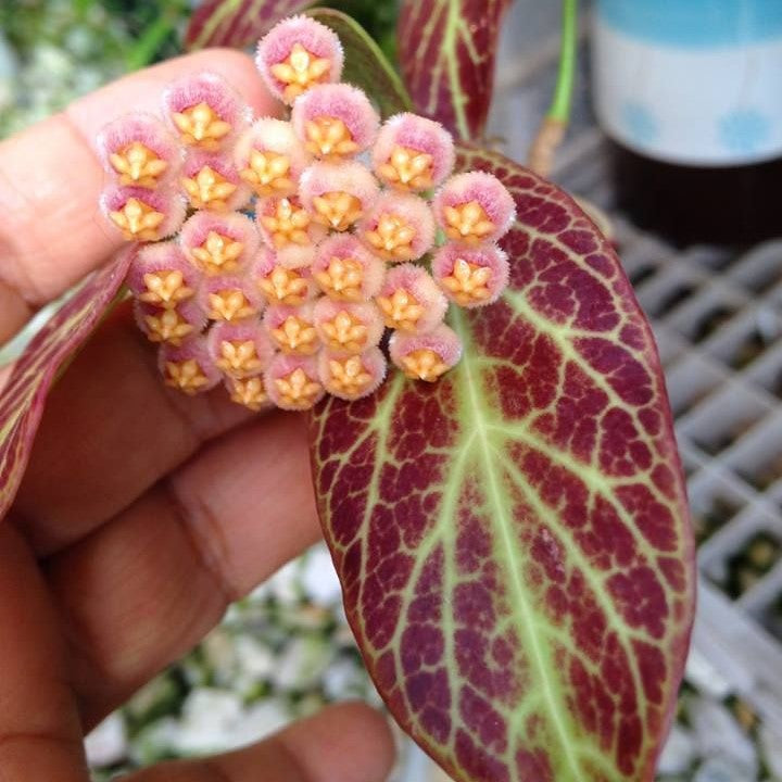 Hoya Obscura Sunrise Plant - myBageecha