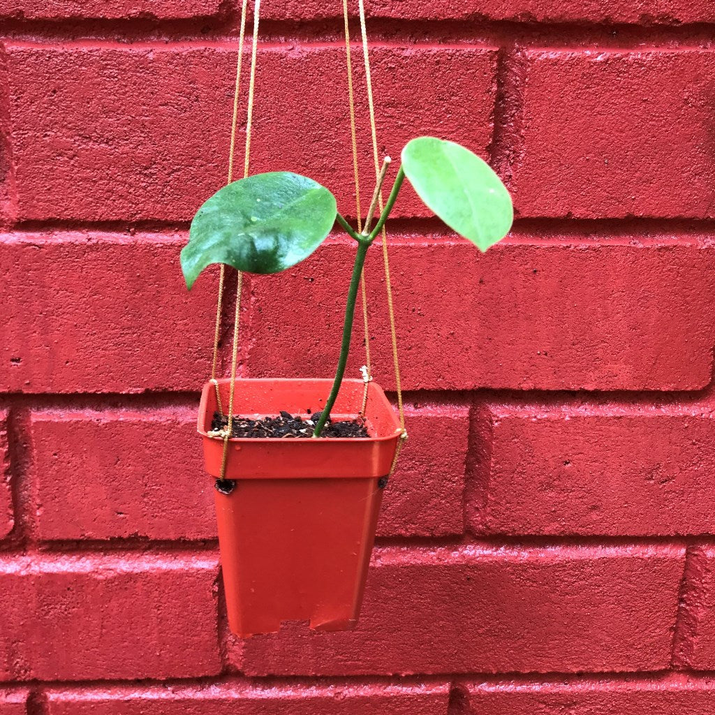 Hoya obtusifolioides 'Apple Green' Plant - myBageecha