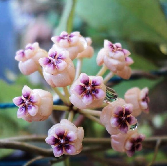 Hoya Ovalifolia Plant - myBageecha