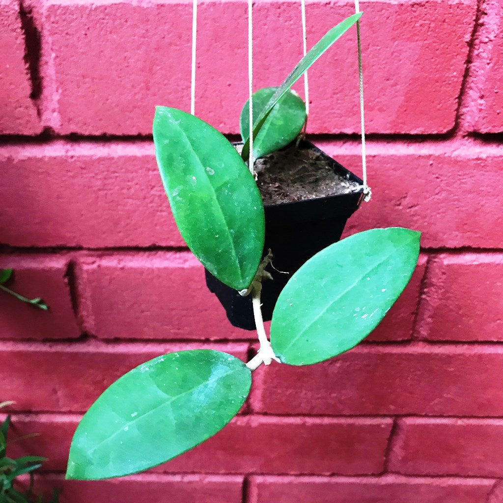 Hoya parasitica Pink Plant - myBageecha