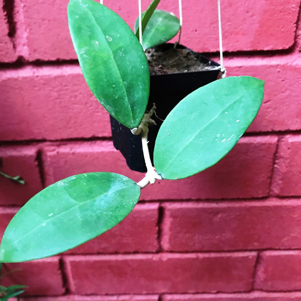 Hoya parasitica Pink Plant - myBageecha