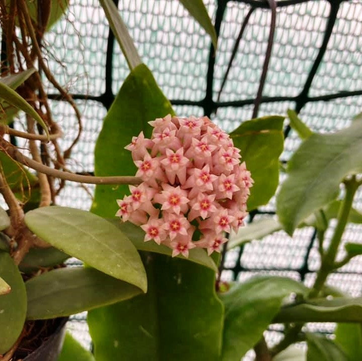 Hoya parasitica Pink Plant - myBageecha