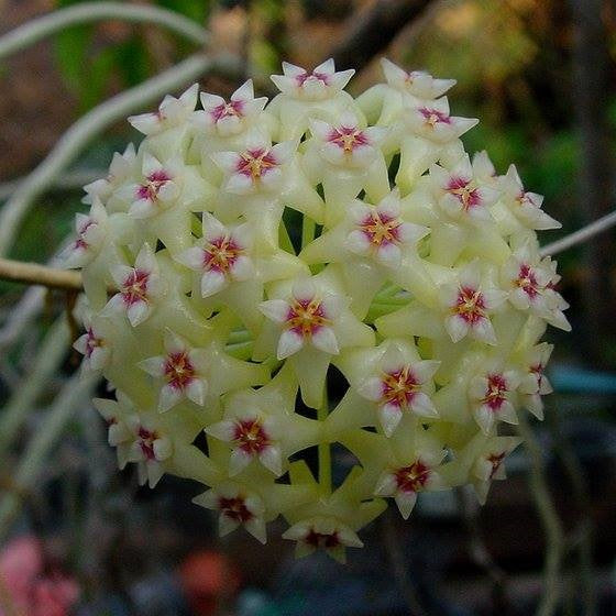 Hoya Parasitica Green Plant - myBageecha