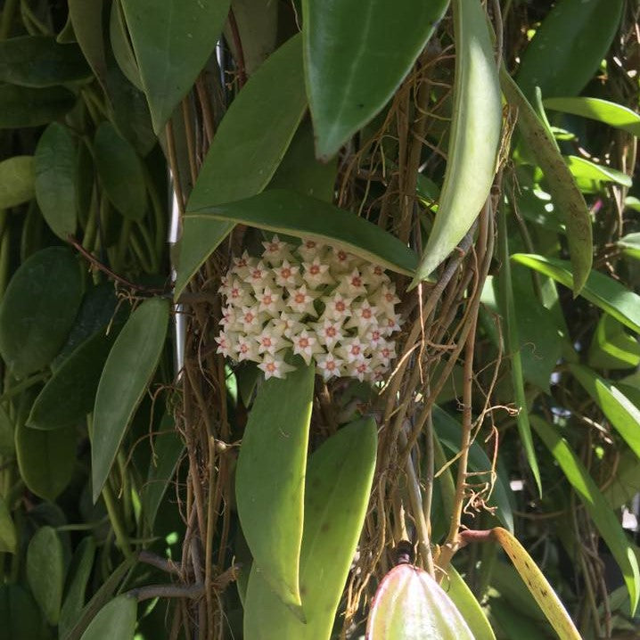 Hoya Parasitica Green Plant - myBageecha