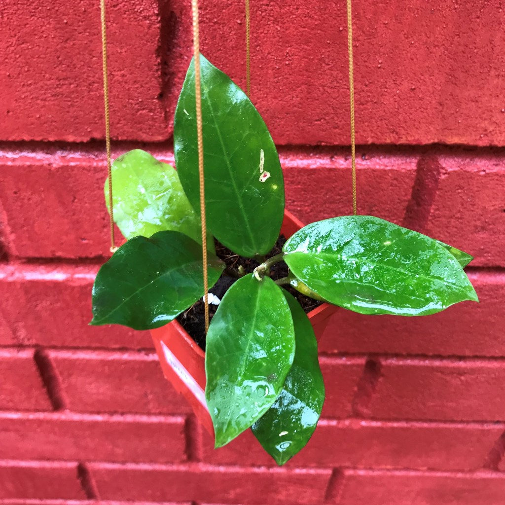 Hoya Patricia Plant - myBageecha