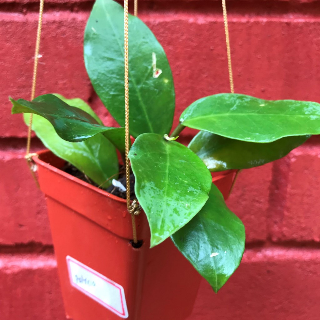 Hoya Patricia Plant - myBageecha