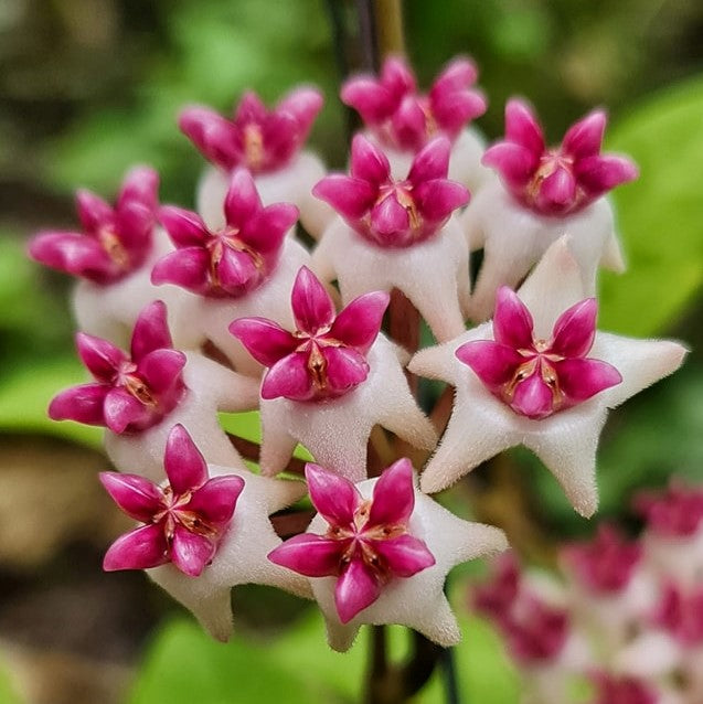 Hoya Patricia Plant - myBageecha