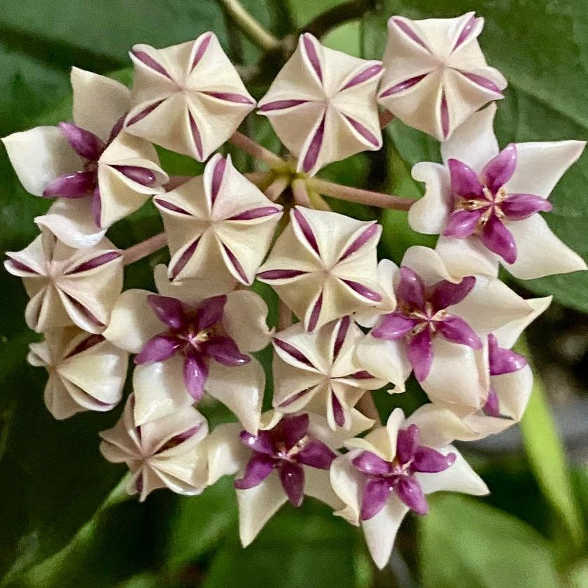 Hoya Patricia Plant - myBageecha