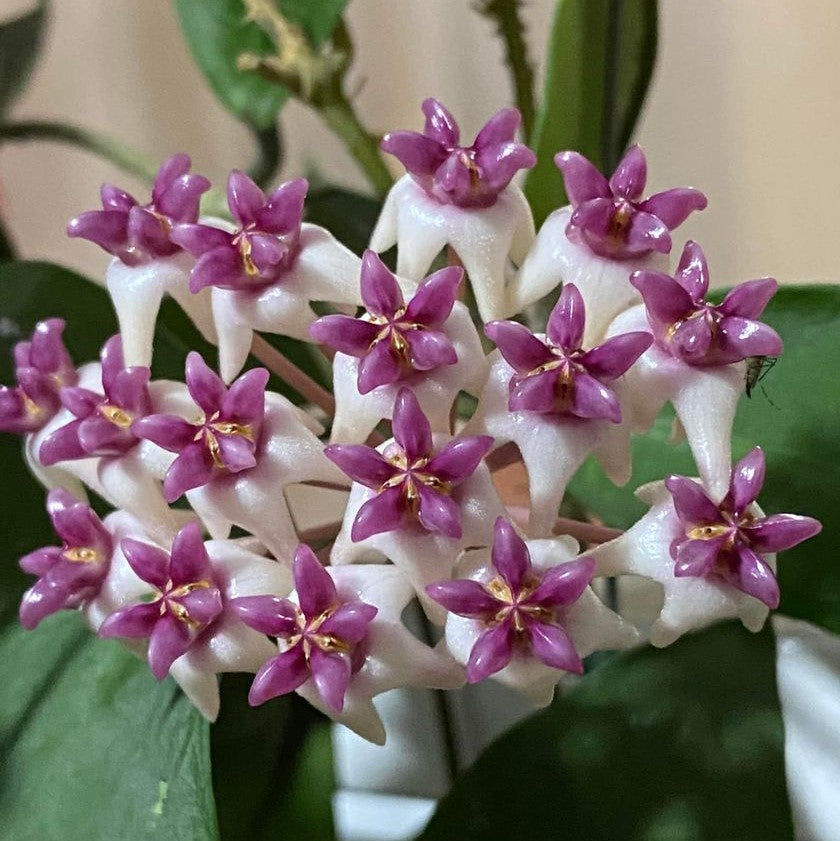 Hoya Patricia Plant - myBageecha