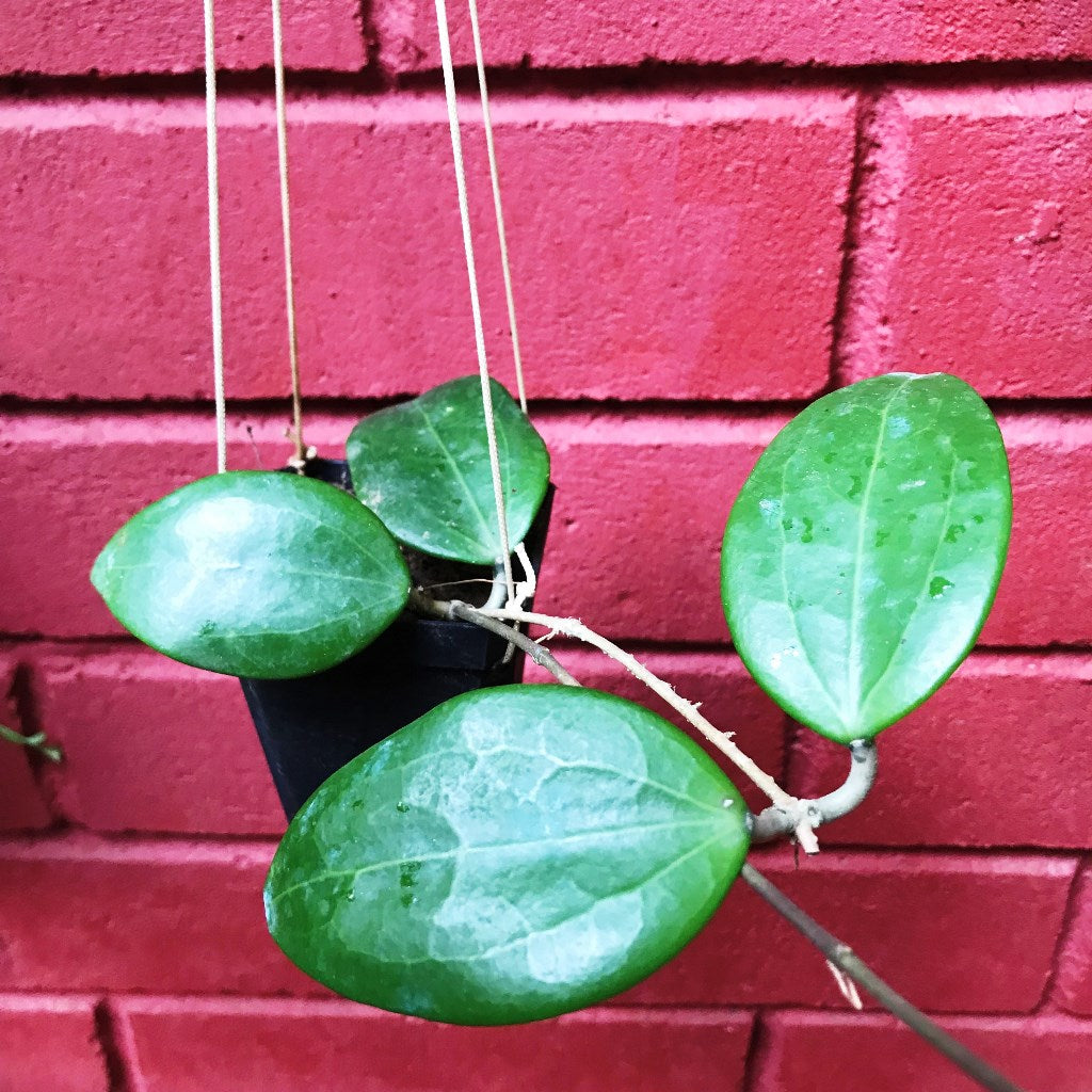 Hoya Pottsii Red Star Plant with oval leaves