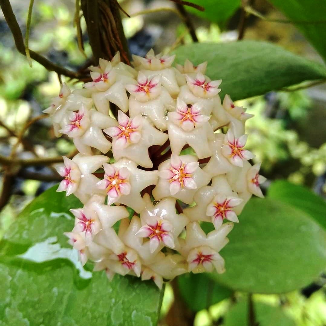 Hoya Pottsii Red Star Plant with red star-shaped flowers.