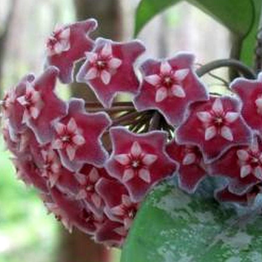 Hoya Pubicalyx Splash Plant - myBageecha