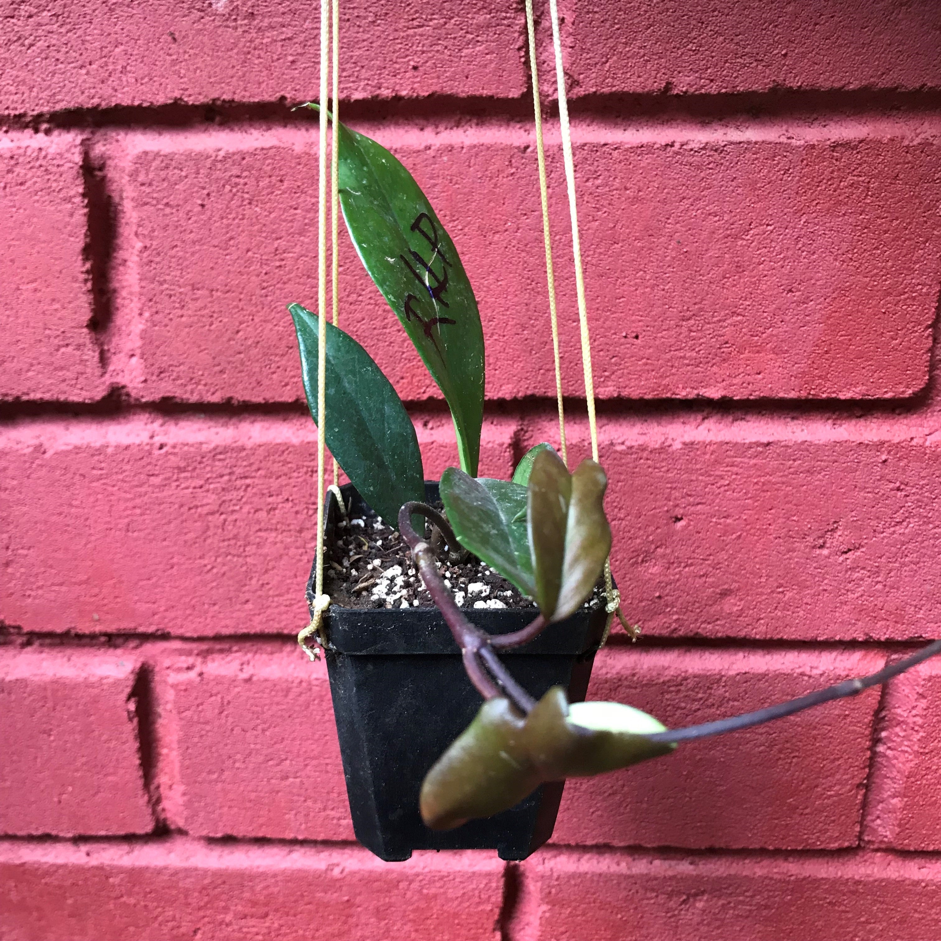 Hoya Pubicalyx Royal Hawaiian Purple Plant - myBageecha