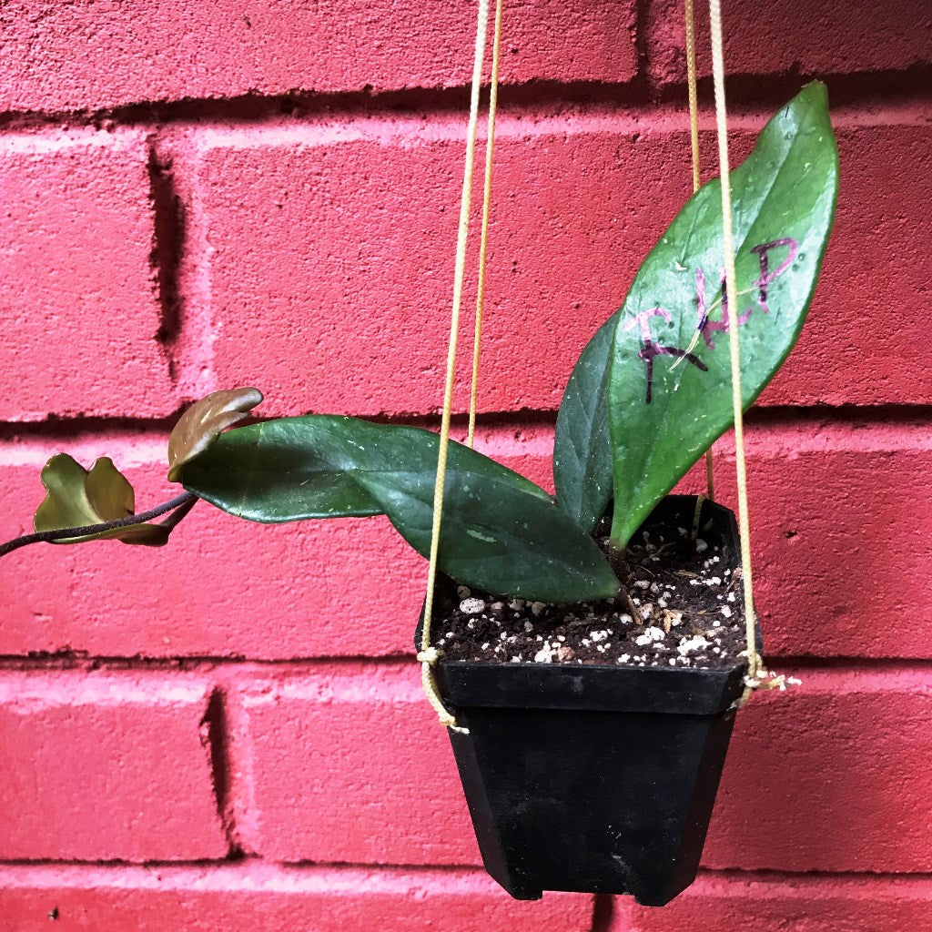 Hoya Pubicalyx Royal Hawaiian Purple Plant - myBageecha