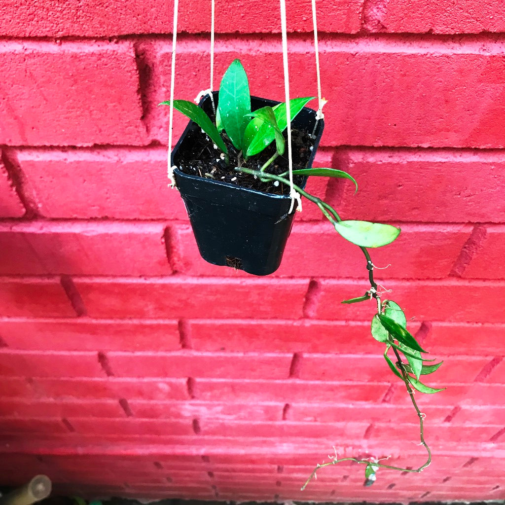 Hoya Rebecca Plant - myBageecha