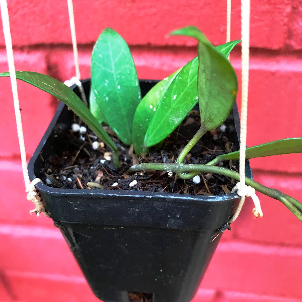 Hoya Rebecca Plant - myBageecha