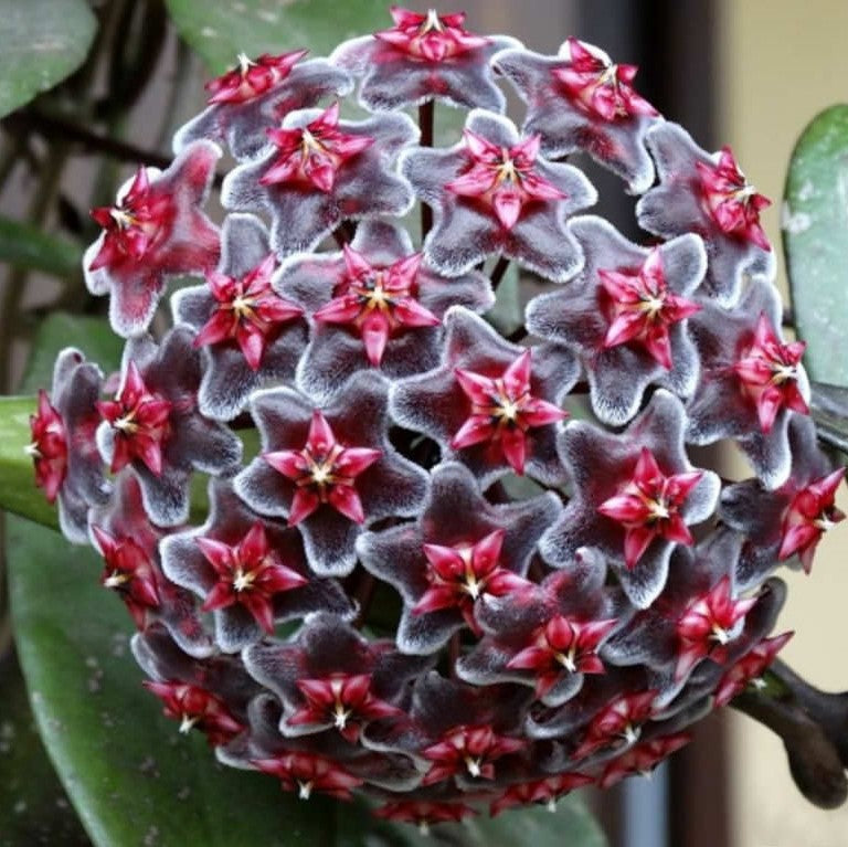 Hoya Pubicalyx Royal Hawaiian Purple Plant - myBageecha