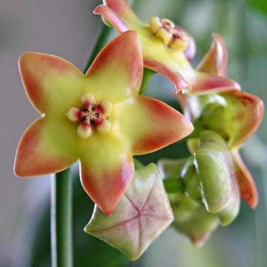 Hoya Ruthie Plant - myBageecha