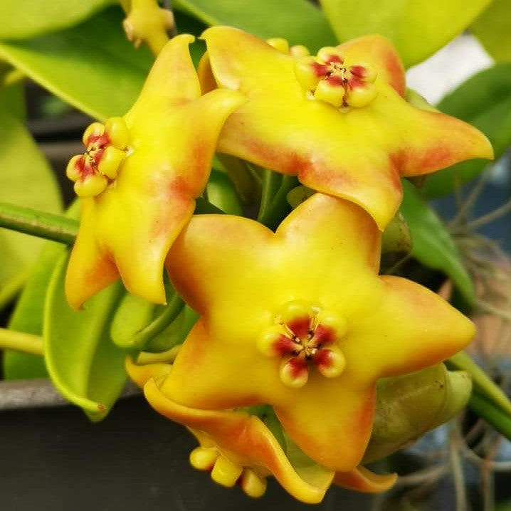 Hoya Ruthie Plant - myBageecha