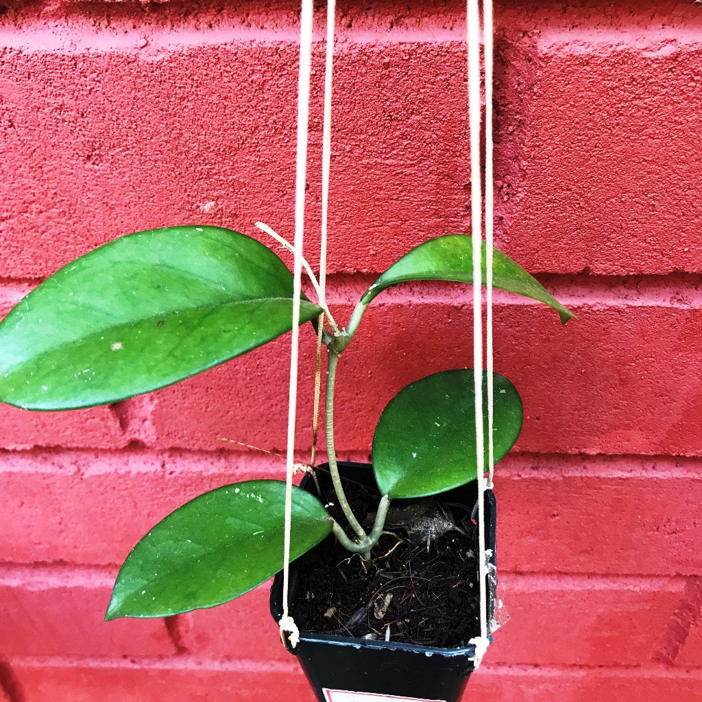 Hoya Skinneriana Plant - myBageecha