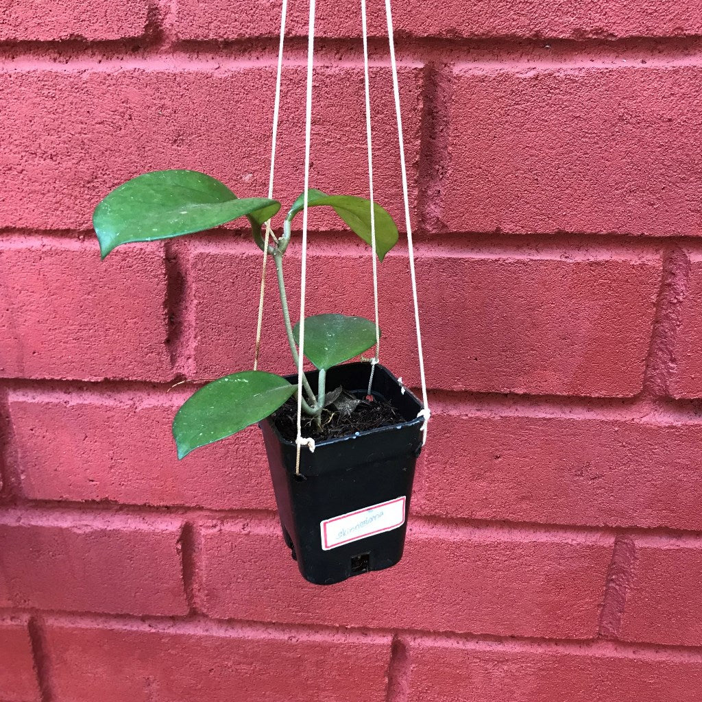 Hoya Skinneriana Plant - myBageecha