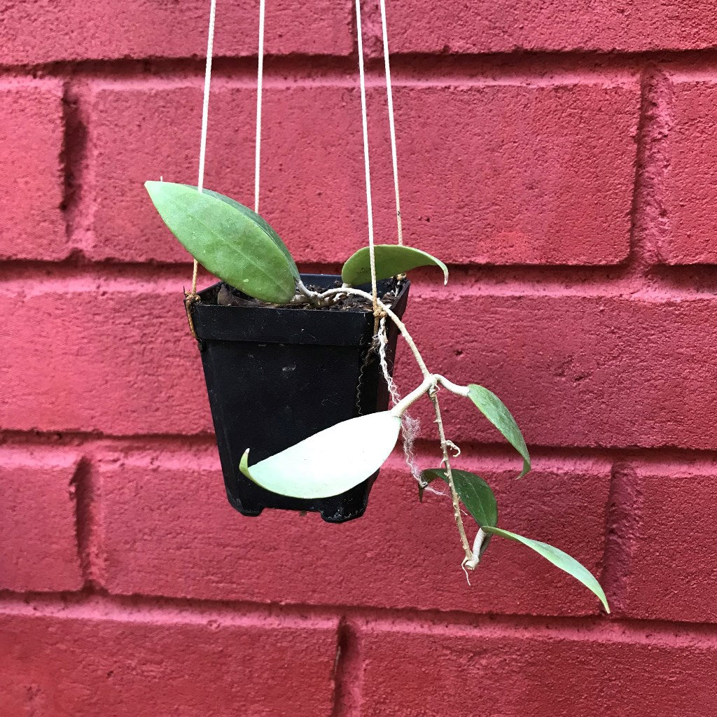Hoya Bogor Plant - myBageecha