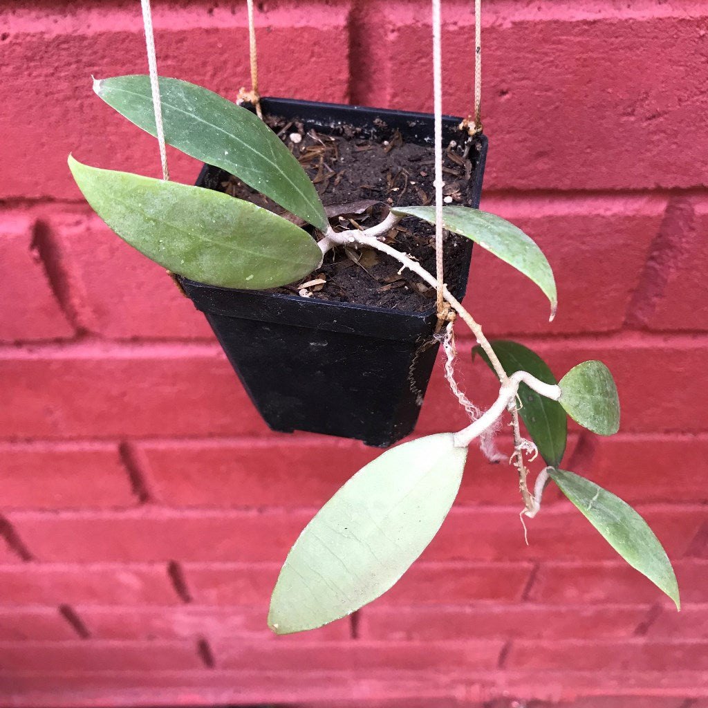 Hoya Bogor Plant - myBageecha