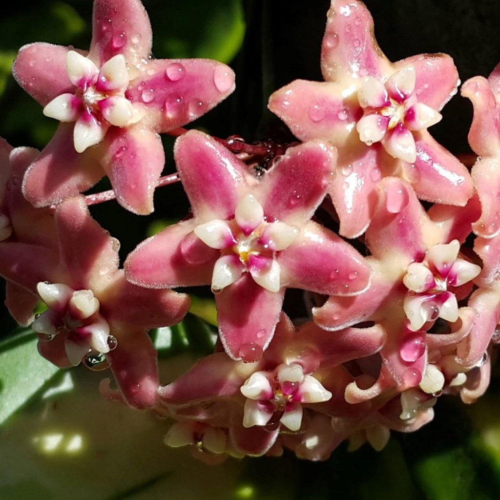 Hoya Subcalva Plant - myBageecha