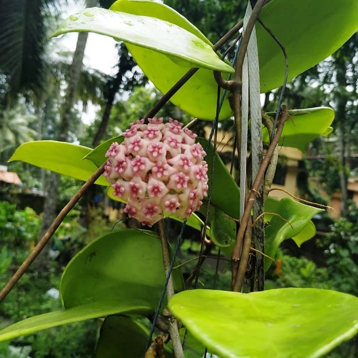 Hoya Sweet Scent Plant - myBageecha