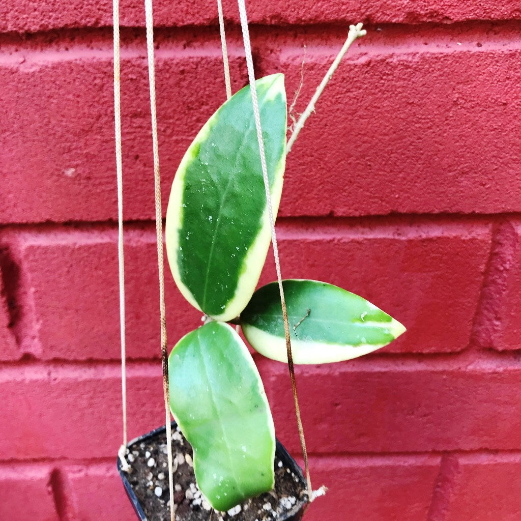 Hoya Verticillata Albomarginata Plant - myBageecha