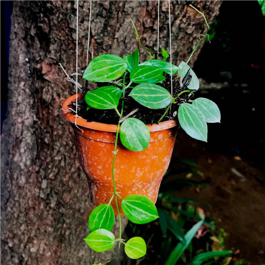 Dischidia Watermelon Plant - myBageecha